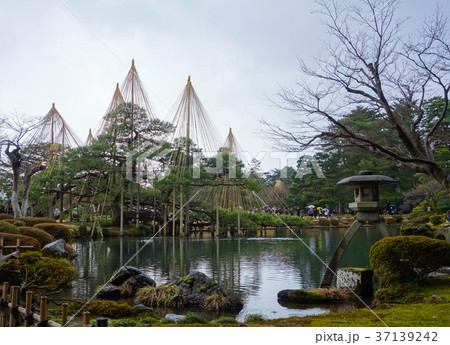 兼六園　徽軫灯籠と雪吊り（石川県・金沢市） 37139242
