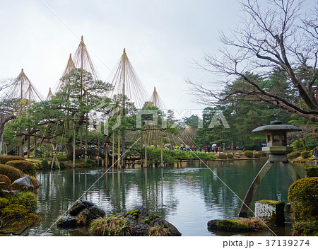 兼六園 徽軫灯籠と雪吊り（石川県・金沢市）の写真素材 [37139274] - PIXTA