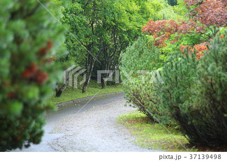 公園の散歩道 37139498
