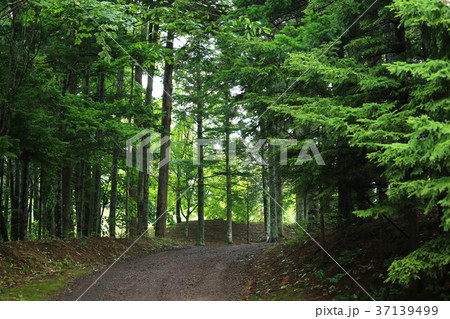 公園の散歩道 37139499