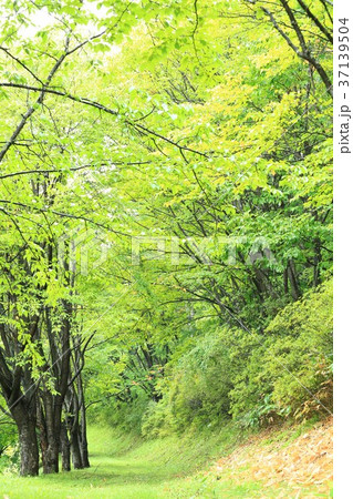 公園の散歩道 公園の散歩道 37139504