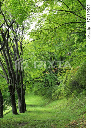 公園の散歩道 37139506