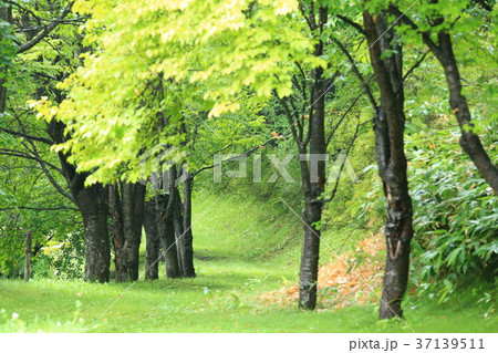公園の散歩道 37139511