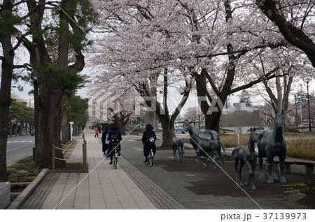 桜並木　駒街道　官庁街通り　十和田市 37139973