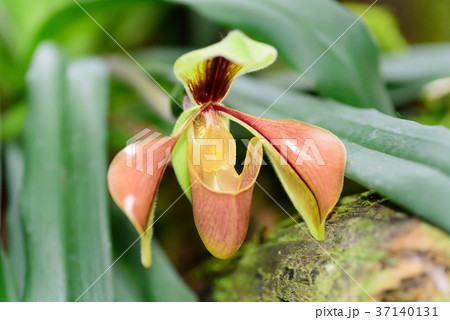 Paphiopedilum orchid flower  37140131