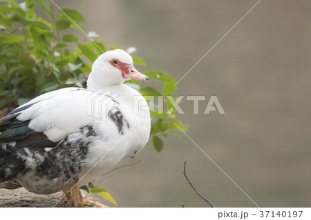 つくば市　洞峰公園 37140197