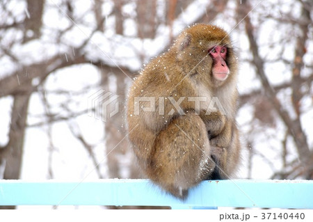 猿の休憩の写真素材