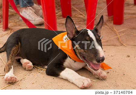 The dog Bull Terrier in Thailand The dog Bull Terrier in Thailand 37140704