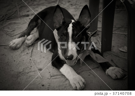 The dog Bull Terrier in Thailand The dog Bull Terrier in Thailand 37140708