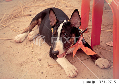 The dog Bull Terrier in Thailand The dog Bull Terrier in Thailand 37140715