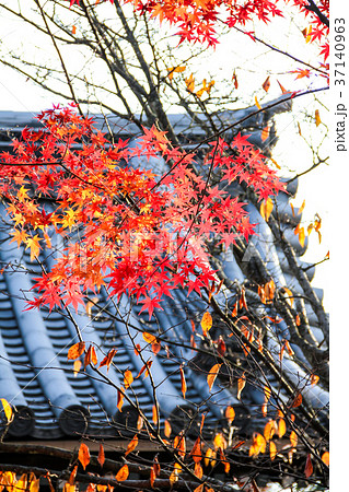 龍安寺、山門と真っ赤な紅葉 37140963
