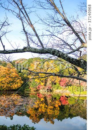 龍安寺庭園 鏡容池の秋景色の写真素材