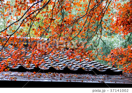 野宮神社、門前の紅葉 37141002