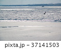 オホーツク海　網走沖の流氷 37141503