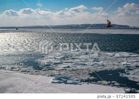 オホーツク海 網走沖の流氷 オホーツク海 網走沖の流氷 37141505