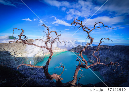 Kawah Ijen volcano with Dead trees on blue sky 37141910