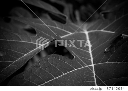 Papaya leaves on the trees in the garden. Papaya leaves on the trees in the garden. 37142054