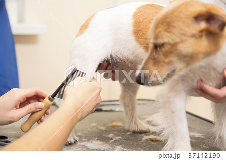 Hairdresser mows fur on the paws 37142190