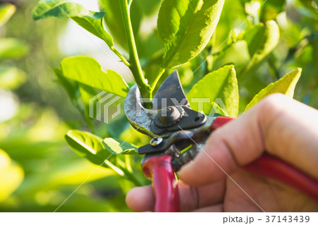 Gardener pruning trees with pruning shears 37143439