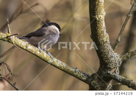 Marsh tit (Parus palustris) Marsh tit (Parus palustris) 37144219