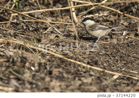 Marsh tit (Parus palustris) Marsh tit (Parus palustris) 37144220