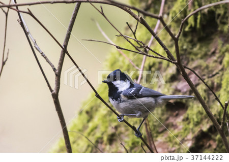 Marsh tit (Parus palustris) 37144222