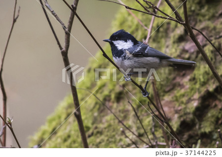 Marsh tit (Parus palustris) 37144225