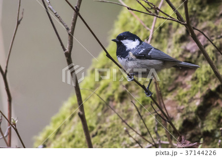 Marsh tit (Parus palustris) 37144226
