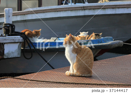 天気の良い暖かな日差しに向かいきれいな座り姿の茶トラ白猫 天気の良い暖かな日差しに向かいきれいな座り姿の茶トラ白猫 37144417