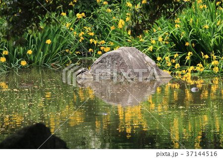 名主の滝公園（北区王子）　亀と黄菖蒲 37144516