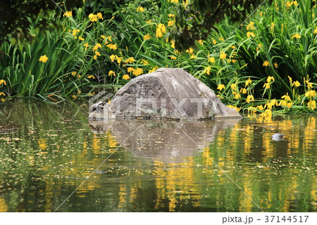 名主の滝公園（北区王子）　亀と黄菖蒲 37144517
