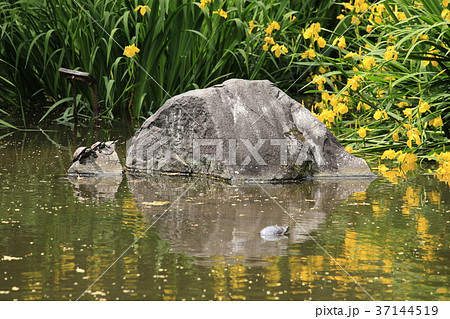 名主の滝公園（北区王子）　亀と黄菖蒲 37144519
