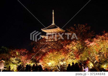 東寺 ライトアップ 37144848