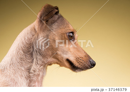 Small dog muzzle face looking to the side 37146379