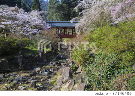 広島県　三原市　御調八幡宮の桜 37146409