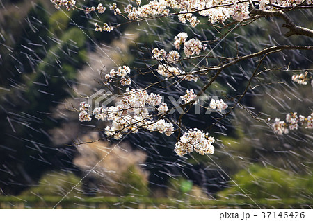 桜吹雪 37146426