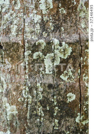 Natural background of tropical wood bark Natural background of tropical wood bark 37146495