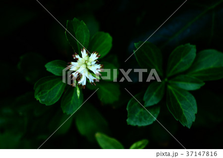 木蔭でフッキソウの開花 木蔭でフッキソウの開花 37147816
