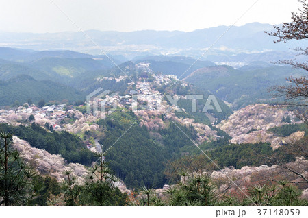 奈良　吉野千本桜 37148059