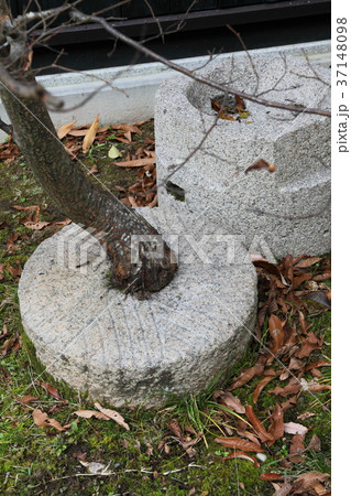 ささやまの森公園のど根性栗 ささやまの森公園のど根性栗 37148098