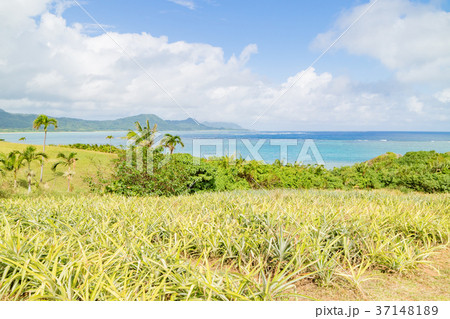 沖縄石垣島・のばれ岬 37148189