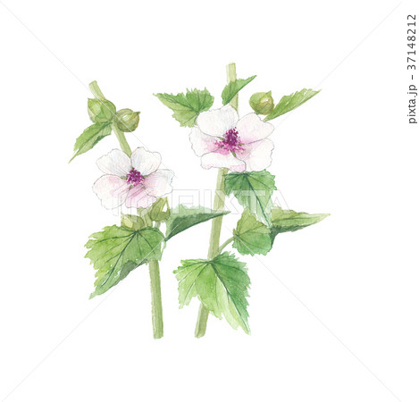 ウスベニタチアオイの花のイラスト素材