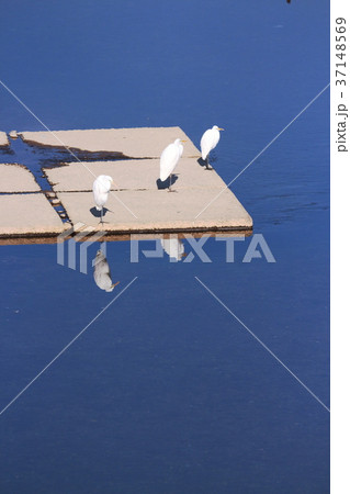 水辺にたたずむ 水辺にたたずむ 37148569