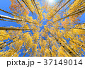 Aspen tree Fall foliage color in Colorado 37149014