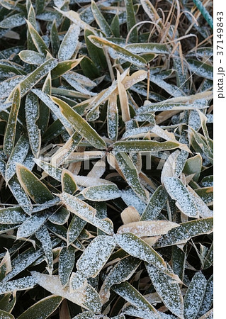 雪のつもったクマザサ 雪のつもったクマザサ 37149843