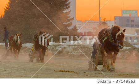 ばんえい競馬 朝調教 37149862