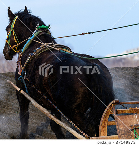 ばんえい競馬 朝調教 ばんえい競馬 朝調教 37149875