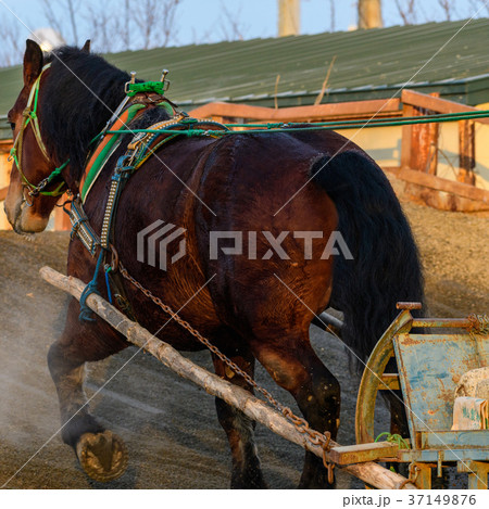 ばんえい競馬 朝調教 37149876