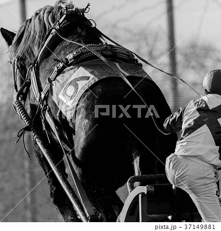 ばんえい競馬 朝調教 ばんえい競馬 朝調教 37149881