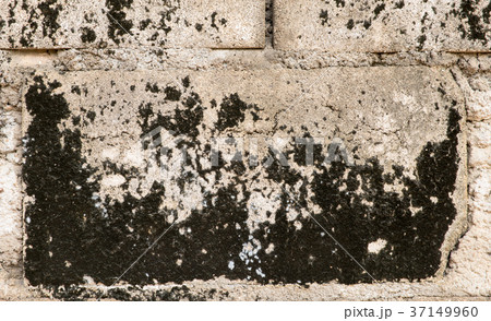 Old cement wall with fungus Old cement wall with fungus 37149960